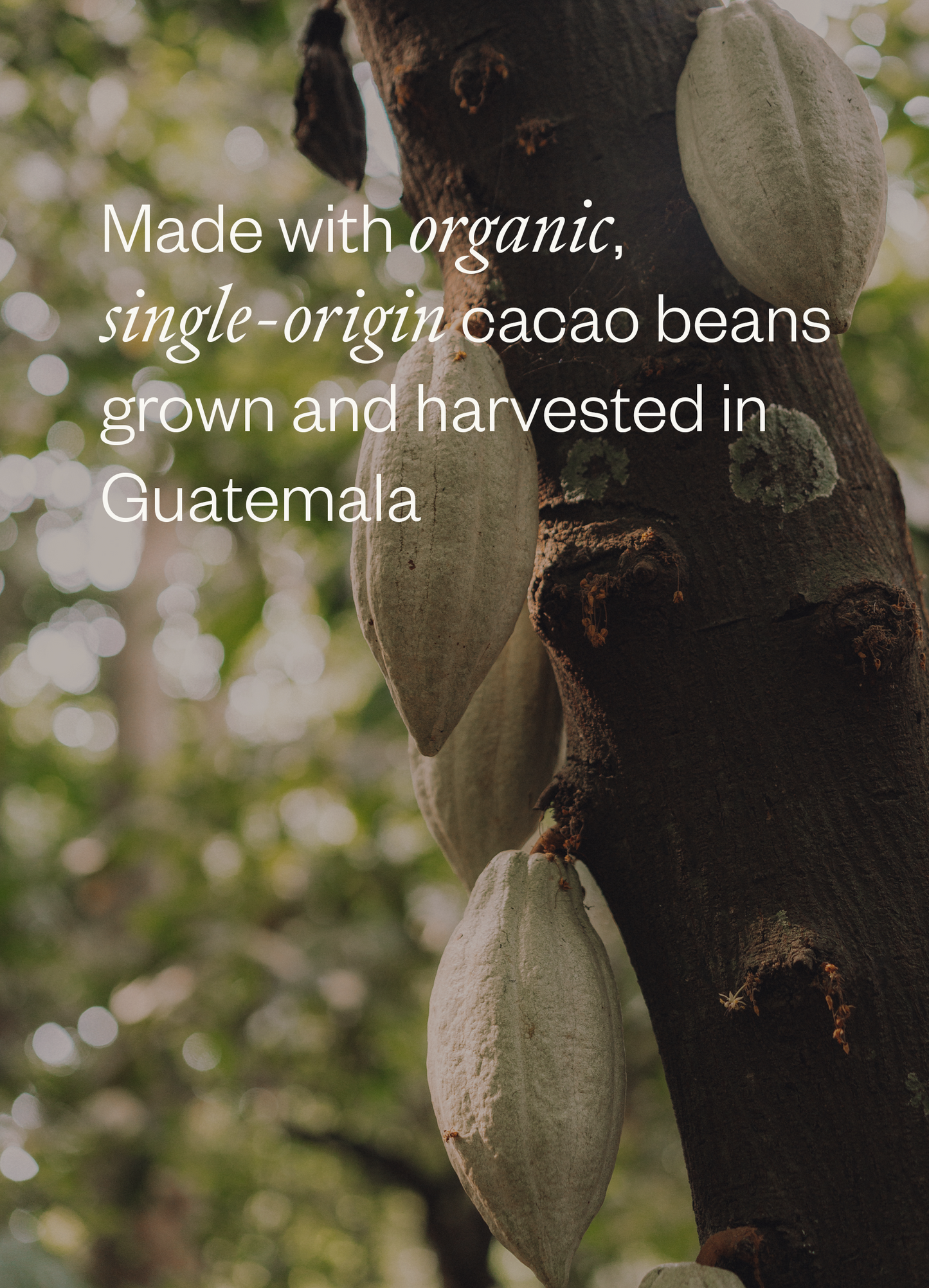 Organic cacao pods on a tree with text about organic, single-origin cacao beans from Guatemala.